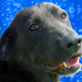 Lab